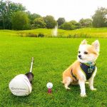 Top-rated Pet-friendly Golf Destinations