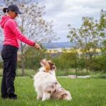 “canine-friendly Training Programs Nearby”