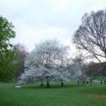 Golf Courses Near Buckingham Palace