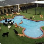 Pet Care Services In Luxury Golf Resorts