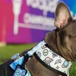 Accommodations For Pets Golf Resort