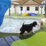 Golf Courses With Pet Care Facilities